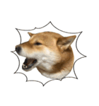 柴犬の姉弟2-サクラと将太郎-（個別スタンプ：31）