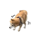柴犬の姉弟2-サクラと将太郎-（個別スタンプ：32）
