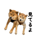 柴犬の姉弟2-サクラと将太郎-（個別スタンプ：34）