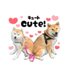 柴犬の姉弟2-サクラと将太郎-（個別スタンプ：35）