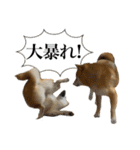 柴犬の姉弟2-サクラと将太郎-（個別スタンプ：36）
