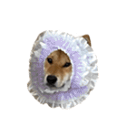柴犬の姉弟2-サクラと将太郎-（個別スタンプ：37）