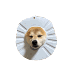 柴犬の姉弟2-サクラと将太郎-（個別スタンプ：38）