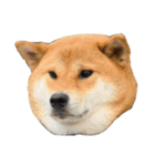 柴犬の姉弟2-サクラと将太郎-（個別スタンプ：39）
