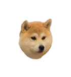 柴犬の姉弟2-サクラと将太郎-（個別スタンプ：40）