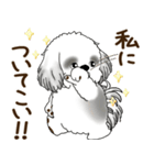 B＆Wのシーズー犬「ポジティブで自信あり」（個別スタンプ：13）