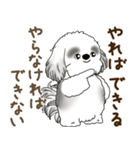 B＆Wのシーズー犬「ポジティブで自信あり」（個別スタンプ：19）