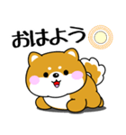 飛び出す！ポジティブなぽっちゃり豆柴（個別スタンプ：1）