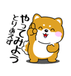飛び出す！ポジティブなぽっちゃり豆柴（個別スタンプ：10）