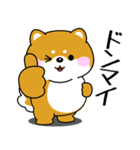 飛び出す！ポジティブなぽっちゃり豆柴（個別スタンプ：13）