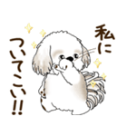 シーズー犬「ポジティブで自信あり」No.5（個別スタンプ：13）