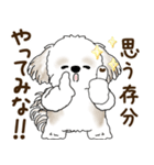 シーズー犬「ポジティブで自信あり」No.5（個別スタンプ：16）