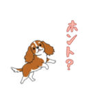 キャバリアと一緒の日常（個別スタンプ：1）