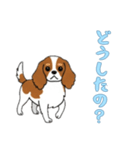 キャバリアと一緒の日常（個別スタンプ：4）