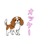 キャバリアと一緒の日常（個別スタンプ：5）