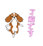 キャバリアと一緒の日常（個別スタンプ：6）