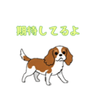キャバリアと一緒の日常（個別スタンプ：7）