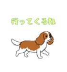 キャバリアと一緒の日常（個別スタンプ：8）