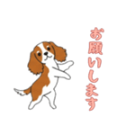キャバリアと一緒の日常（個別スタンプ：10）