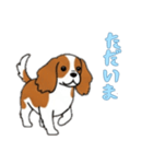 キャバリアと一緒の日常（個別スタンプ：11）