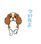 キャバリアと一緒の日常（個別スタンプ：12）