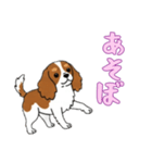 キャバリアと一緒の日常（個別スタンプ：13）