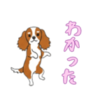 キャバリアと一緒の日常（個別スタンプ：14）