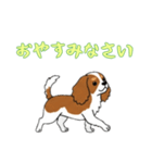 キャバリアと一緒の日常（個別スタンプ：16）