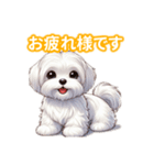 とにかくかわいい マルチーズ2（個別スタンプ：1）