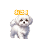 とにかくかわいい マルチーズ2（個別スタンプ：2）