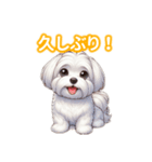 とにかくかわいい マルチーズ2（個別スタンプ：4）