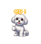 とにかくかわいい マルチーズ2（個別スタンプ：9）