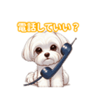 とにかくかわいい マルチーズ2（個別スタンプ：12）