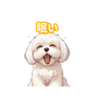とにかくかわいい マルチーズ2（個別スタンプ：13）