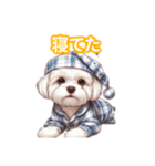 とにかくかわいい マルチーズ2（個別スタンプ：15）