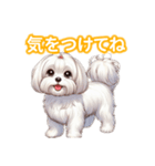 とにかくかわいい マルチーズ2（個別スタンプ：17）