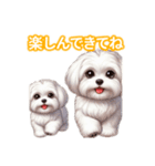 とにかくかわいい マルチーズ2（個別スタンプ：18）