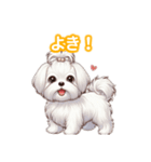 とにかくかわいい マルチーズ2（個別スタンプ：19）
