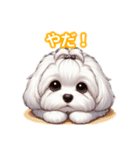 とにかくかわいい マルチーズ2（個別スタンプ：20）