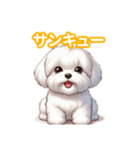 とにかくかわいい マルチーズ2（個別スタンプ：24）