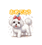 とにかくかわいい マルチーズ2（個別スタンプ：25）