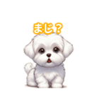 とにかくかわいい マルチーズ2（個別スタンプ：28）