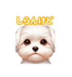 とにかくかわいい マルチーズ2（個別スタンプ：31）