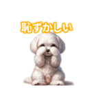 とにかくかわいい マルチーズ2（個別スタンプ：38）