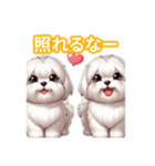 とにかくかわいい マルチーズ2（個別スタンプ：39）