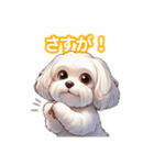 とにかくかわいい マルチーズ2（個別スタンプ：40）