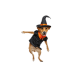 [アレンジ用]ハロウィンコスプレの犬2（個別スタンプ：6）