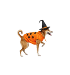 [アレンジ用]ハロウィンコスプレの犬4（個別スタンプ：15）