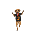 [アレンジ用]ハロウィンコスプレの犬3（個別スタンプ：5）