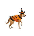 [アレンジ用]ハロウィンコスプレの犬3（個別スタンプ：7）